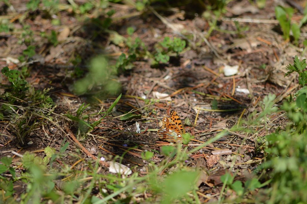 Cupido (Everes) alcetas, Melitaea didyma e Issoria (Issoria) lathonia